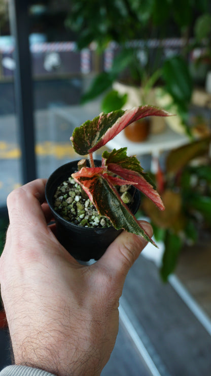 Begonie Ginny Galaxy Variegata