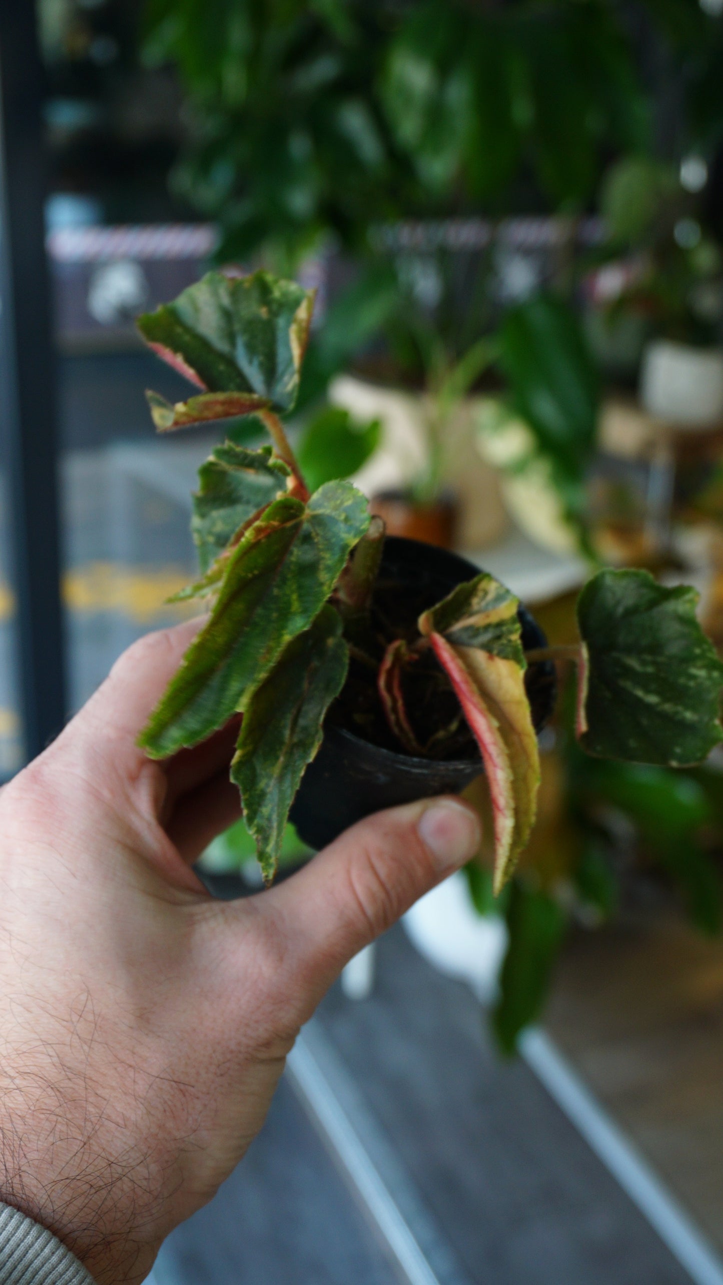 Begonie Ginny Galaxy Variegata