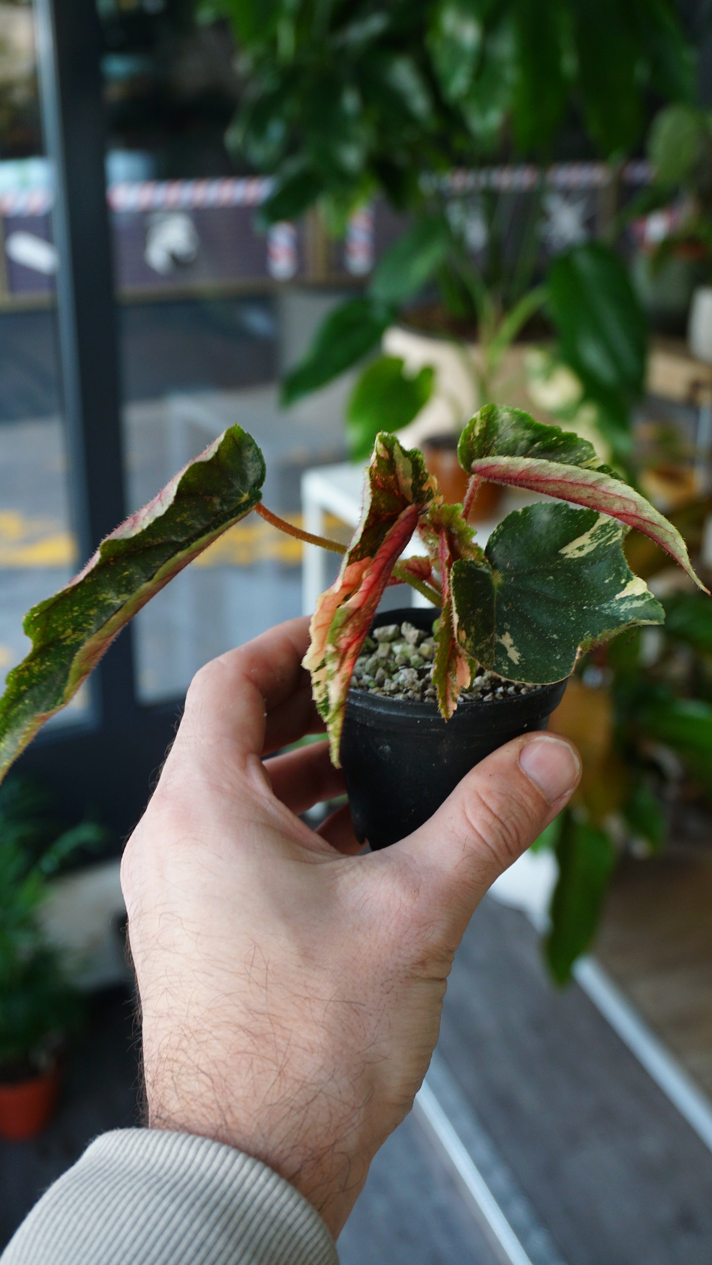 Begonie Ginny Galaxy Variegata