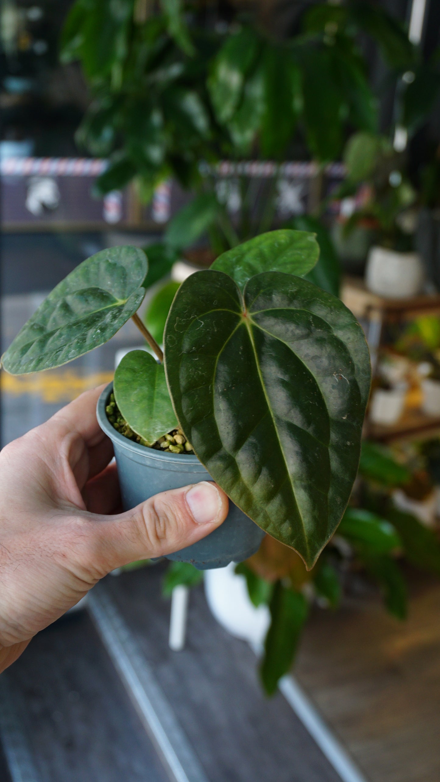 Anthurium Carlablackiae OG1 x Luxurians studio plantes rares jungle jardinerie strasbourg rare plant shop online pflanzen