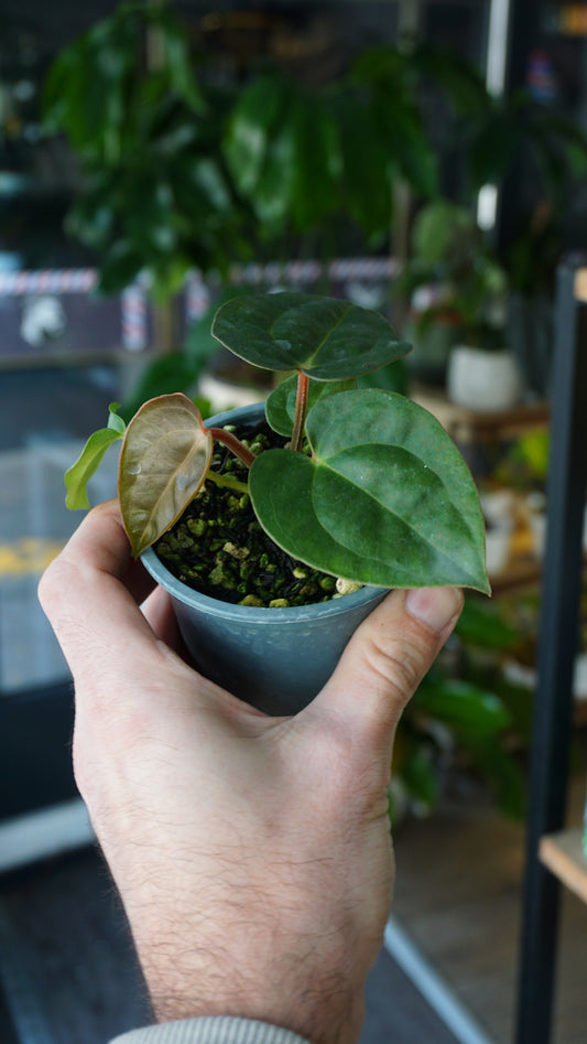 Anthurium Carlablackiae OG1 x Luxurians