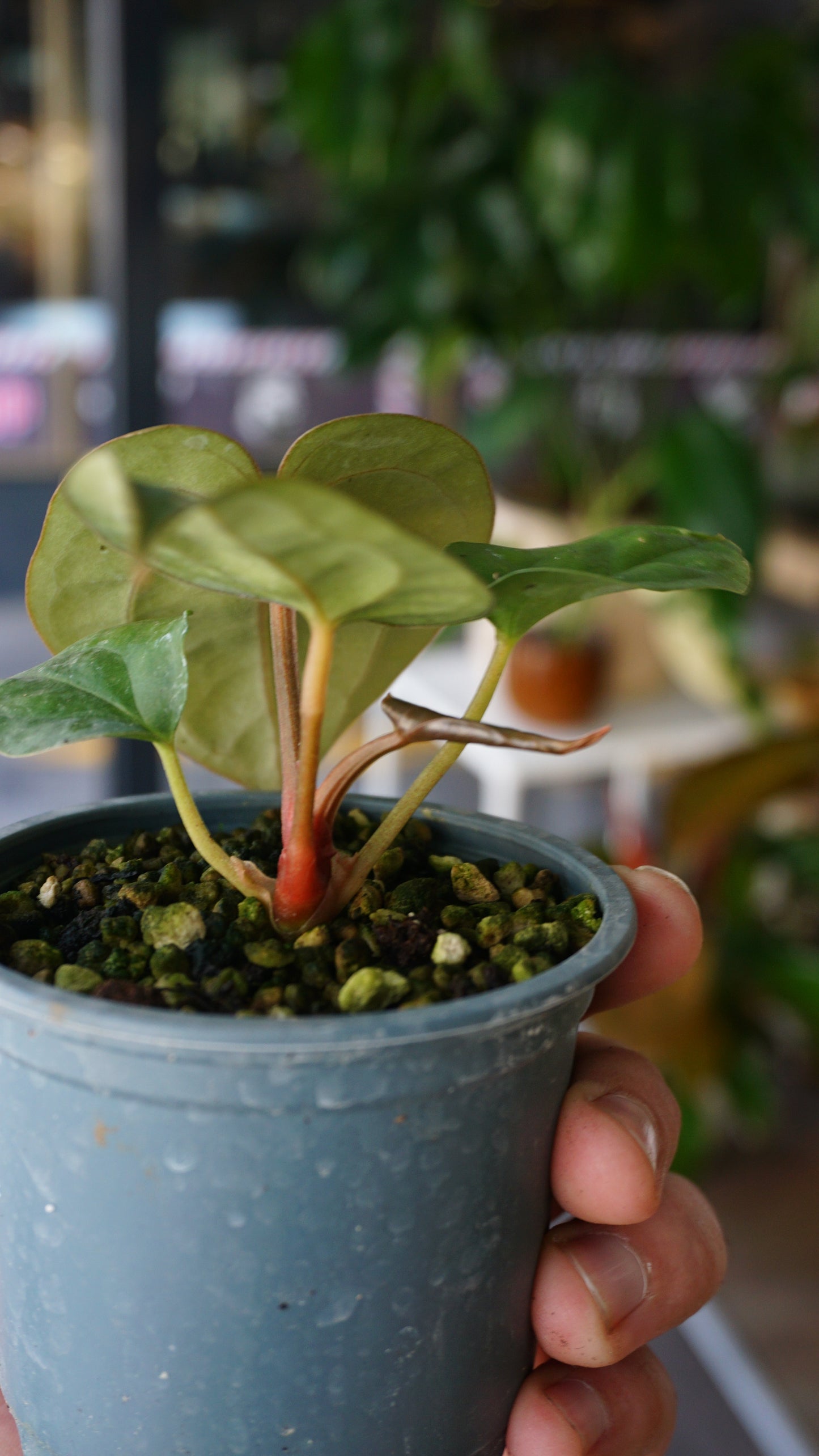 Anthurium Carlablackiae OG1 x Luxurians