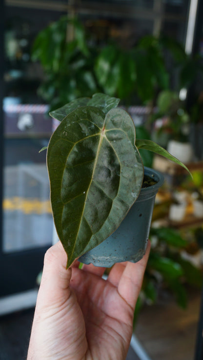 Anthurium Carlablackiae OG1 x Luxurians