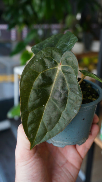 Anthurium Carlablackiae OG1 x Luxurians