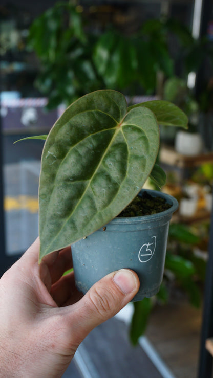 Anthurium Carlablackiae OG1 x Luxurians