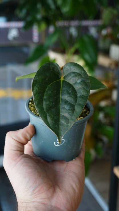 Anthurium Carlablackiae OG1 x Luxurians
