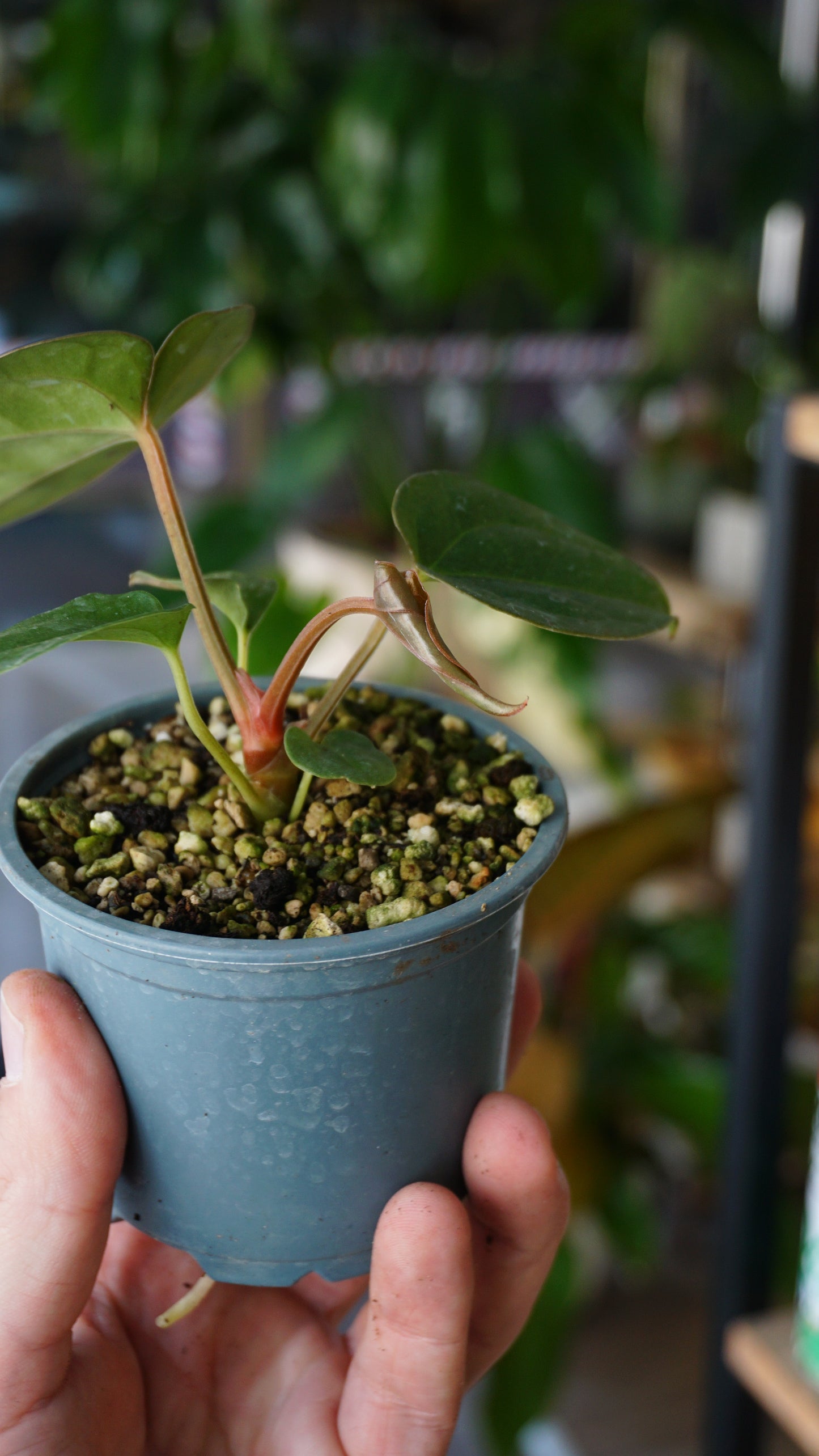Anthurium Carlablackiae OG1 x Luxurians