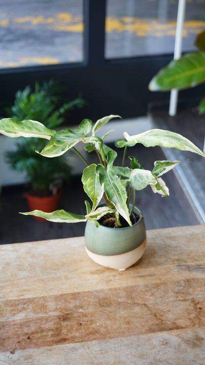 Syngonium Ngern Lai Ma Variegata studio plantes rares jungle jardinerie strasbourg rare plant shop online pflanzen