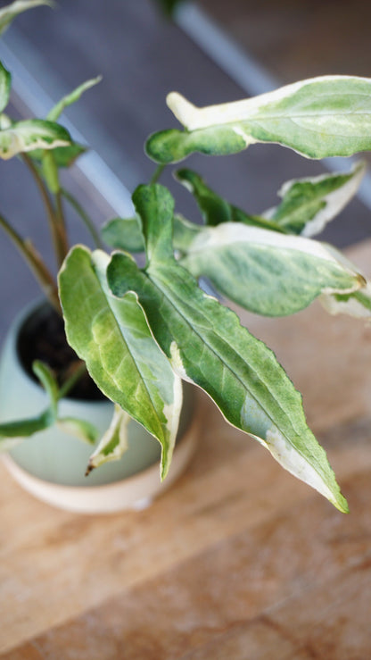 Syngonium Ngern Lai Ma Variegata studio plantes rares jungle jardinerie strasbourg rare plant shop online pflanzen