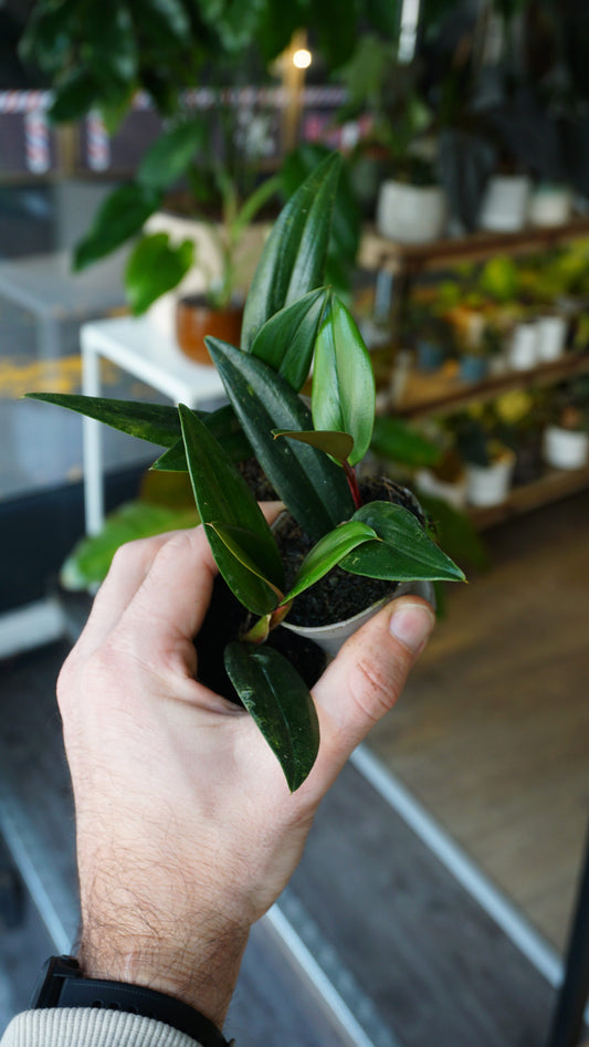Philodendron Pierrelianum Darkside