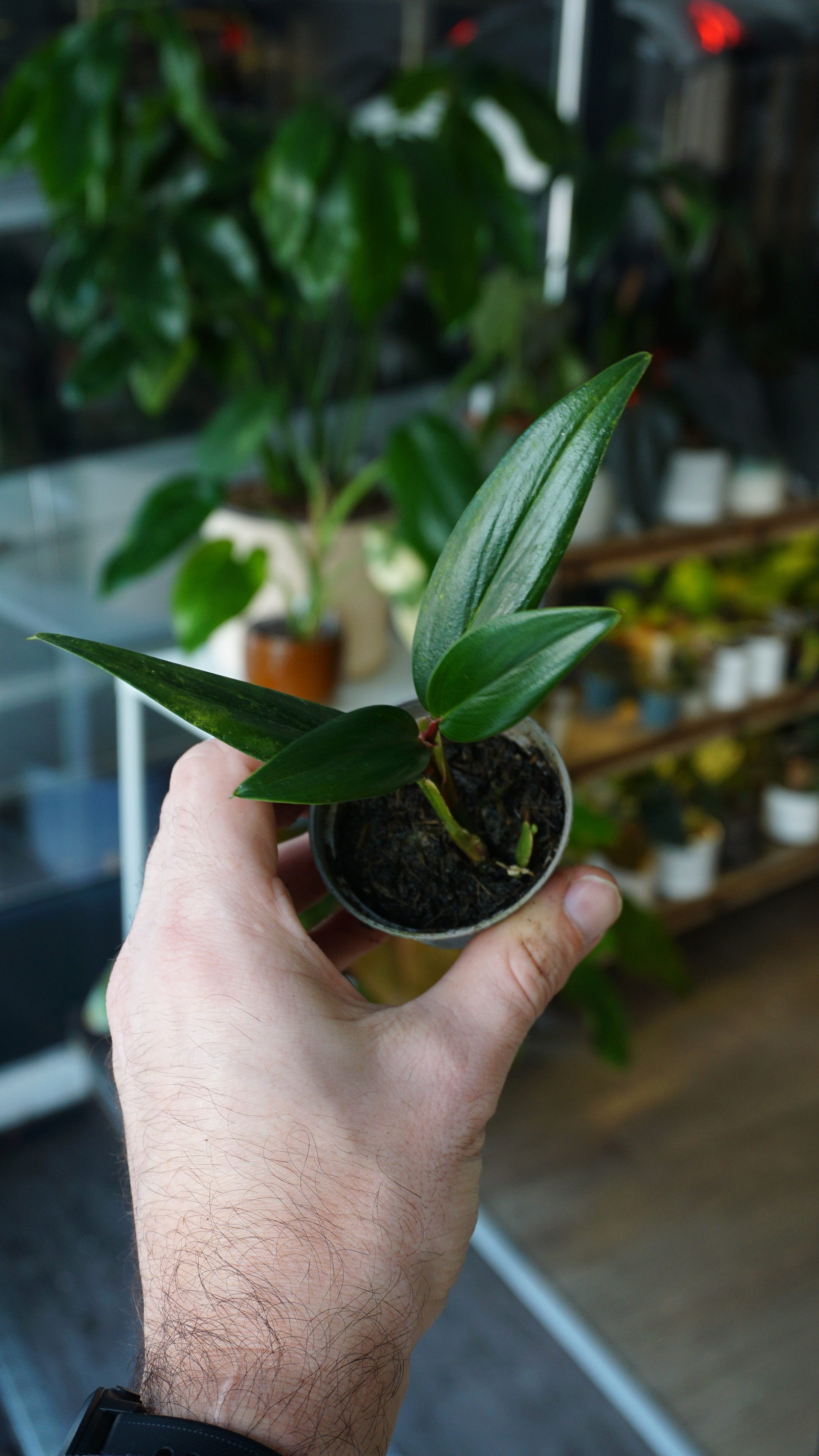 Philodendron Pierrelianum Darkside