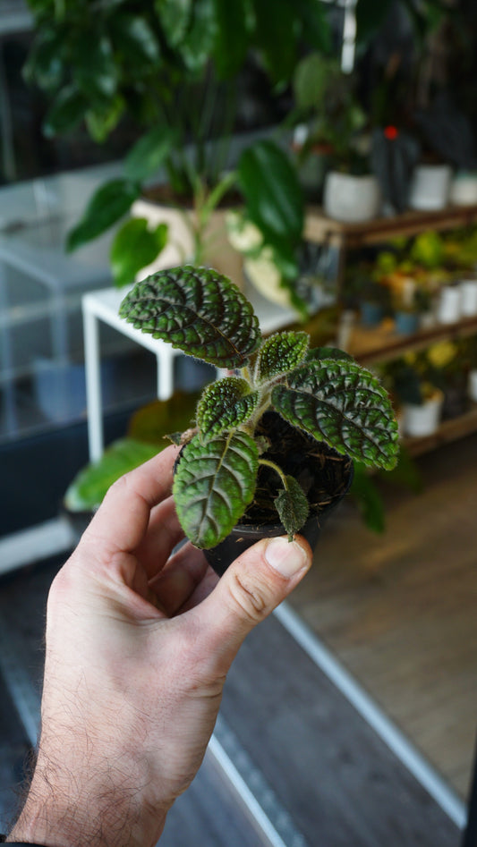 Nautilocalyx Erytranthus studio plantes rares jungle terrarium jardinerie strasbourg rare plant shop online pflanzen