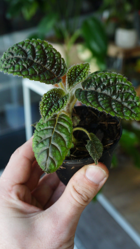 Nautilocalyx Erytranthus