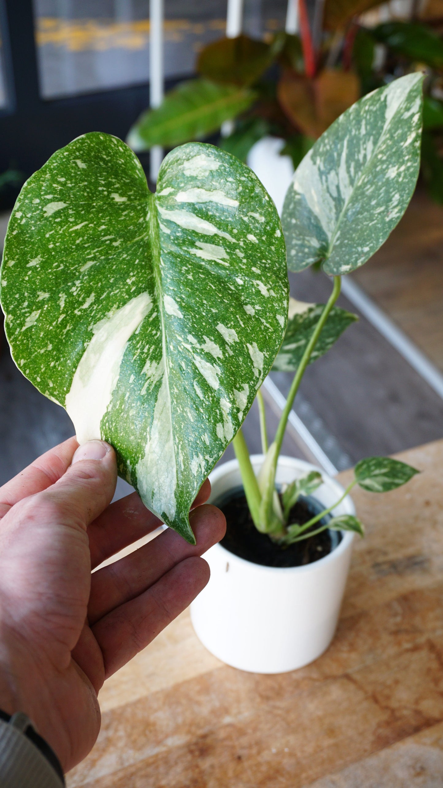 Monstera Thai Constellation