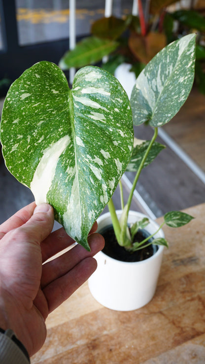 Monstera Thai Constellation