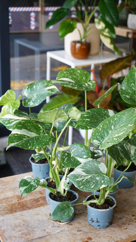 Monstera Thai Constellation