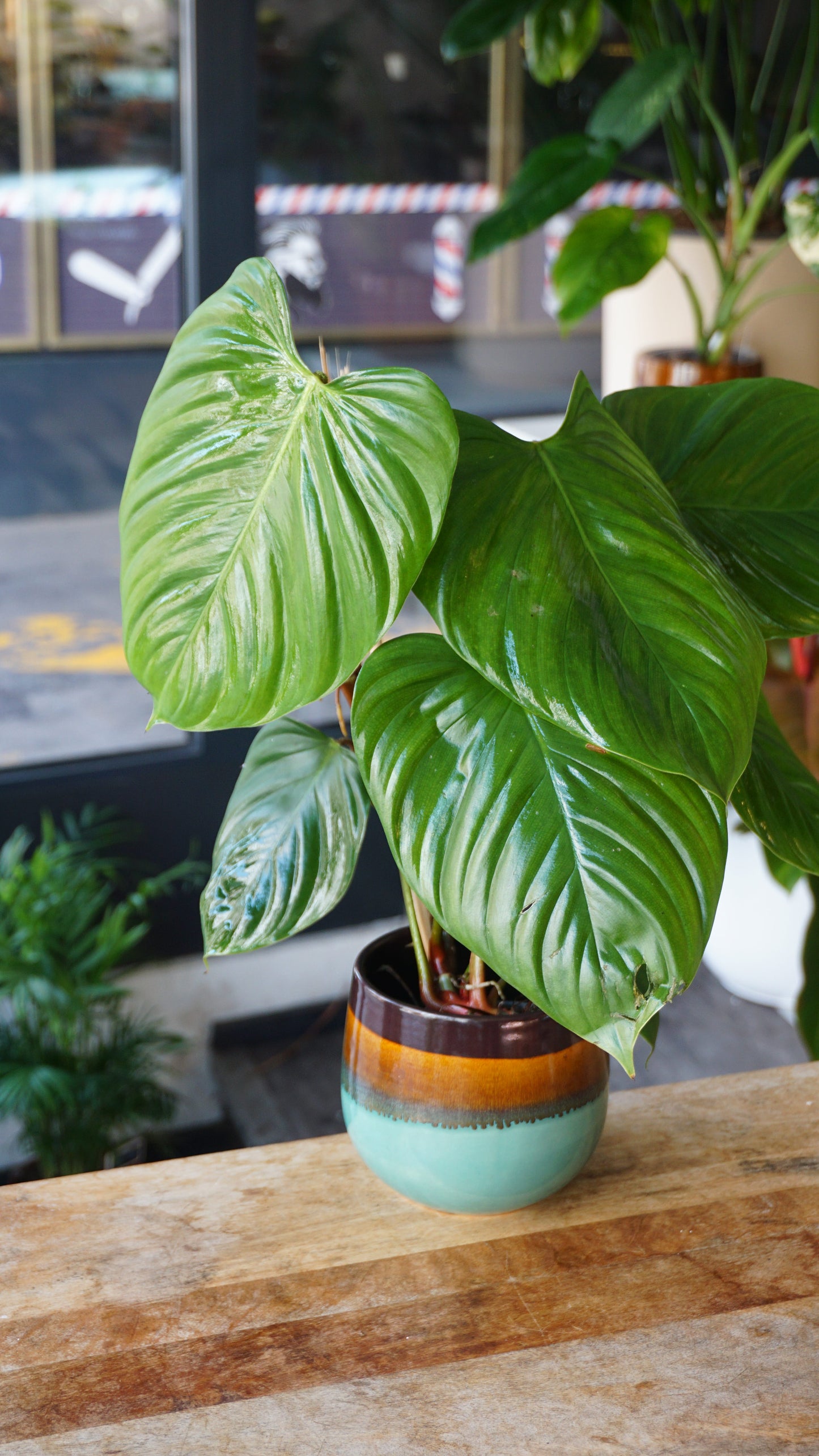 Philodendron Fuzzy Petiole studio plantes rares jungle jardinerie strasbourg rare plant shop online pflanzen