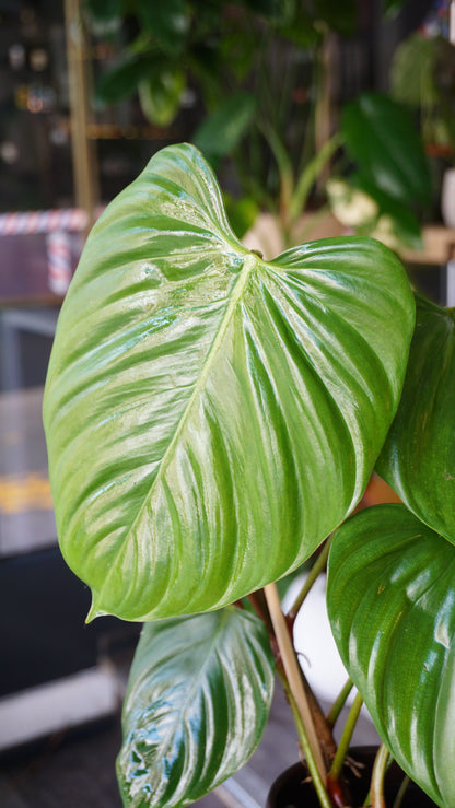 Philodendron Fuzzy Petiole studio plantes rares jungle jardinerie strasbourg rare plant shop online pflanzen