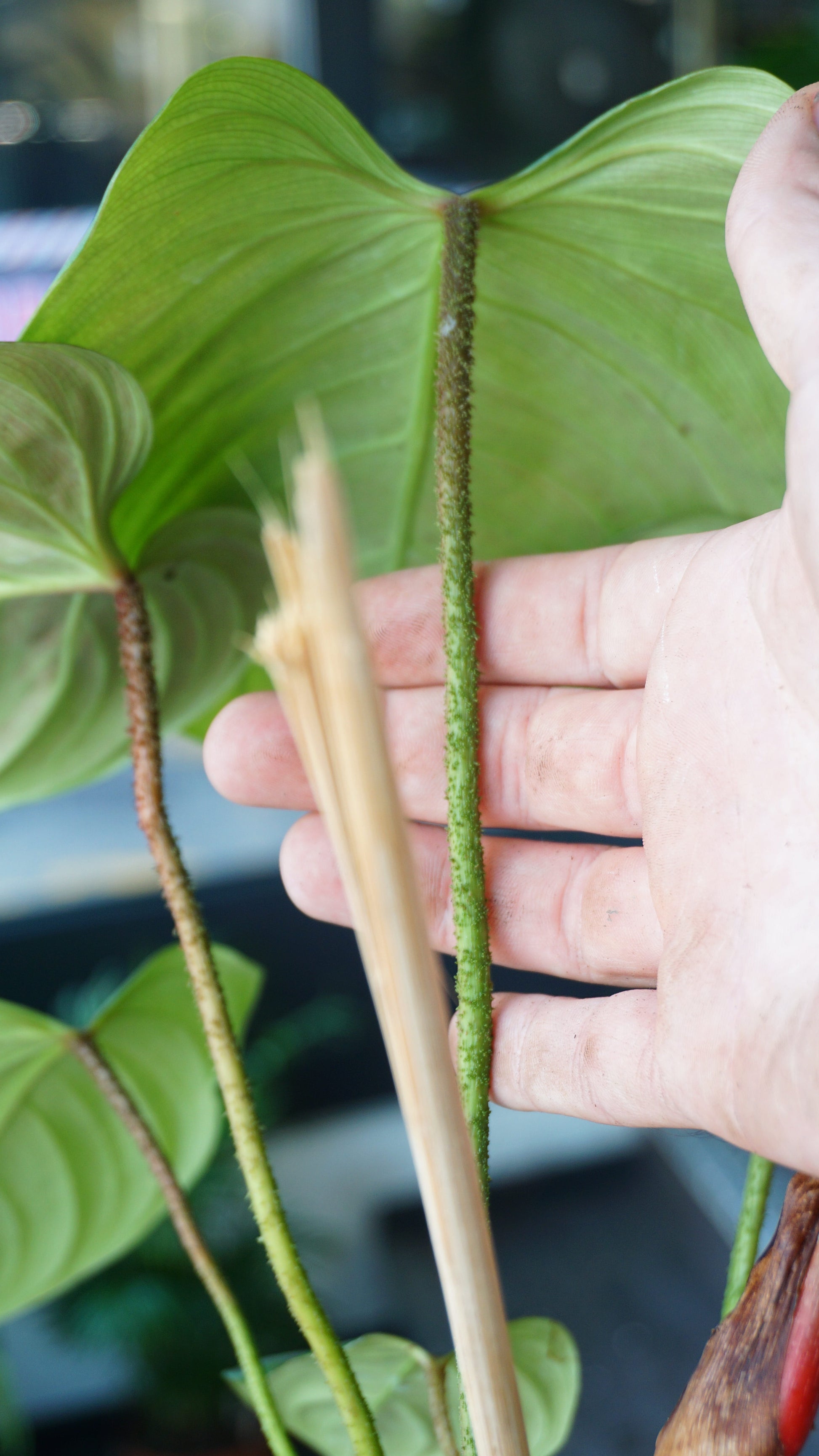 Philodendron Fuzzy Petiole studio plantes rares jungle jardinerie strasbourg rare plant shop online pflanzen