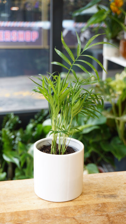 Chamaedorea Elegans studio plantes rares jungle jardinerie strasbourg rare plant shop online pflanzen