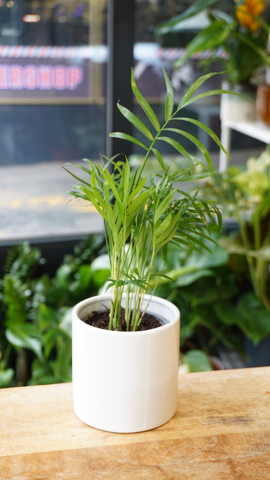 Chamaedorea Elegans studio plantes rares jungle jardinerie strasbourg rare plant shop online pflanzen