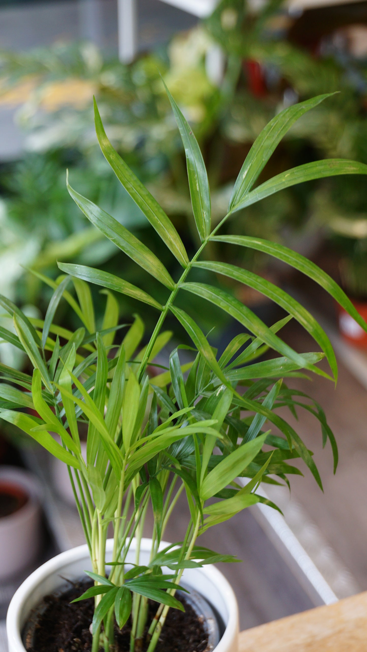 Chamaedorea Elegans studio plantes rares jungle jardinerie strasbourg rare plant shop online pflanzen