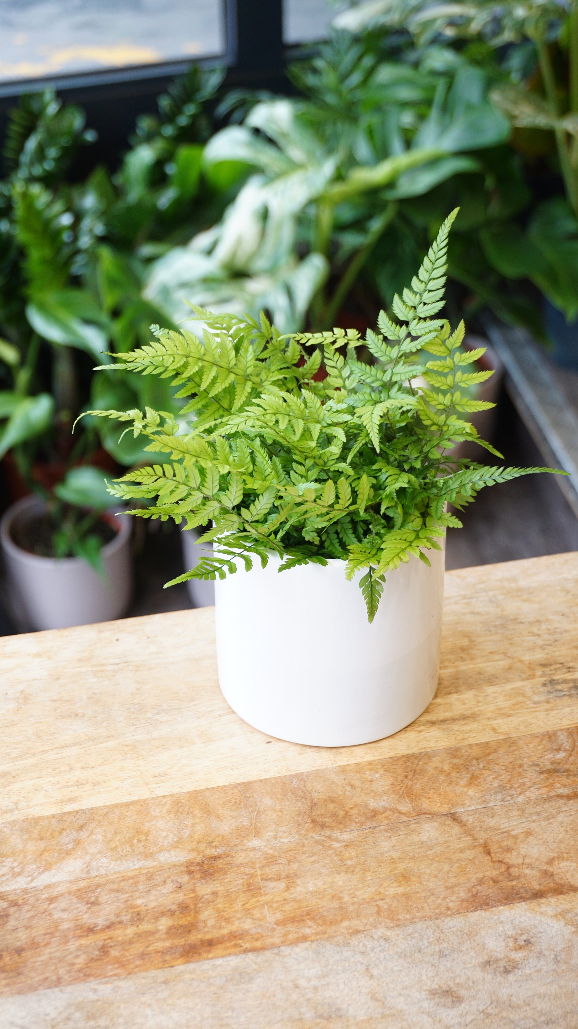 Athyrium fern fougère baby studio plantes rares jungle jardinerie strasbourg rare plant shop online pflanzen