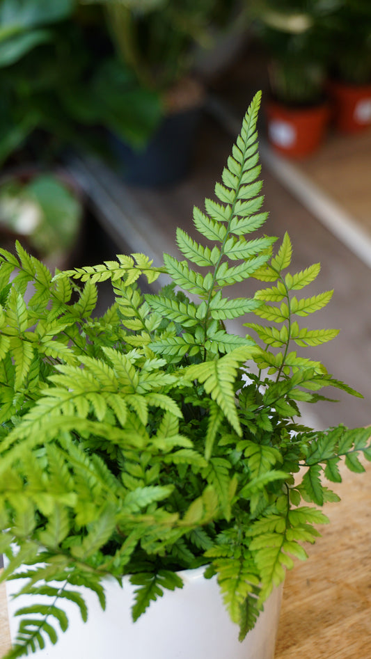 Athyrium