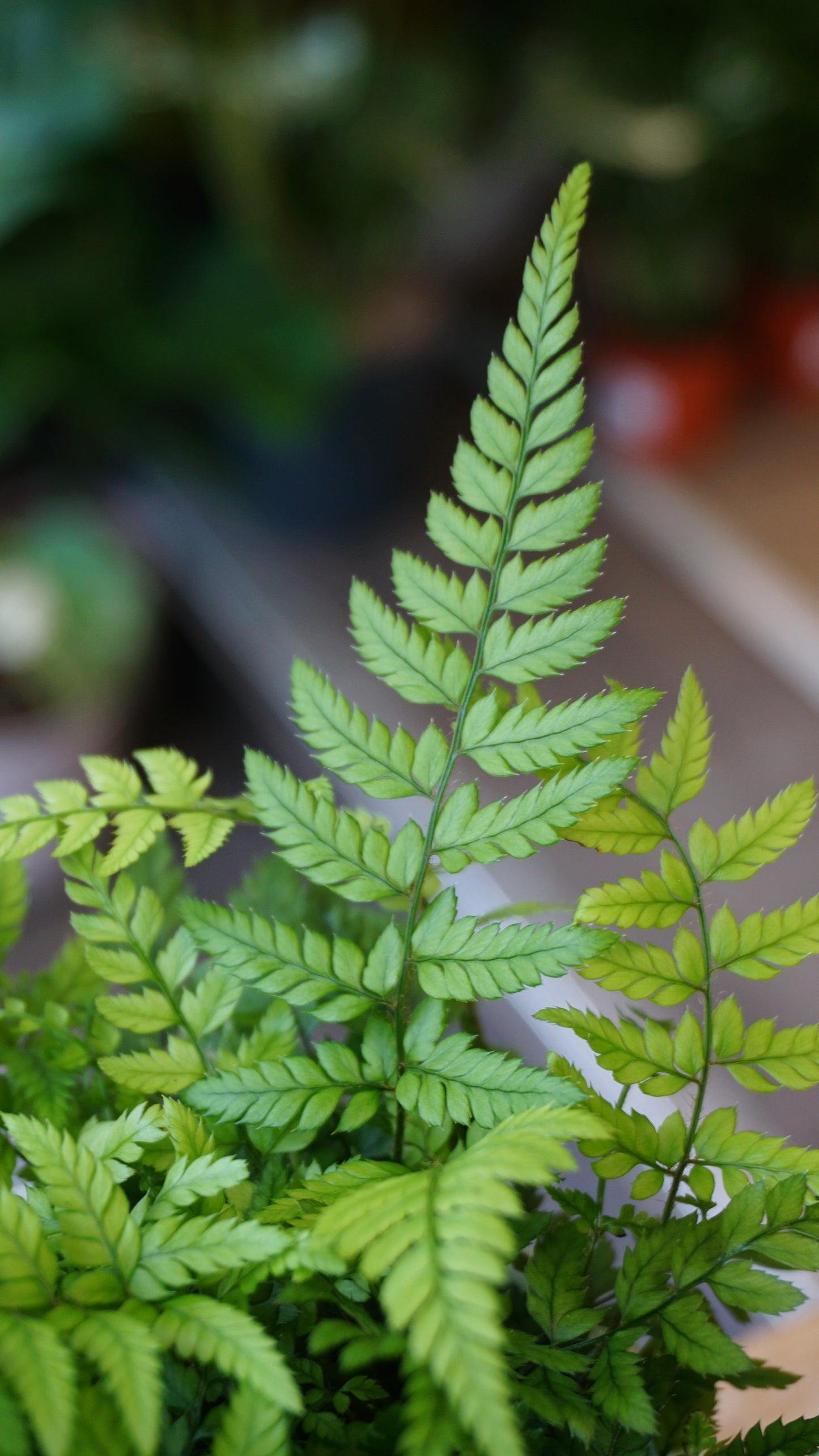 Athyrium