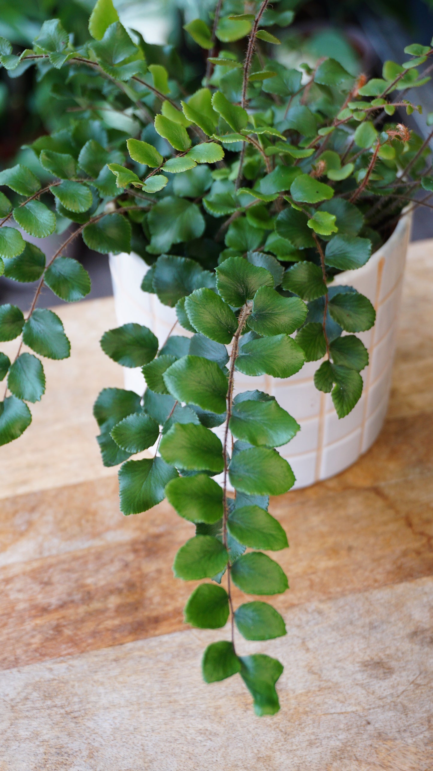 Pellaea rotundifolia studio plantes rares jungle jardinerie strasbourg rare plant shop online pflanzen