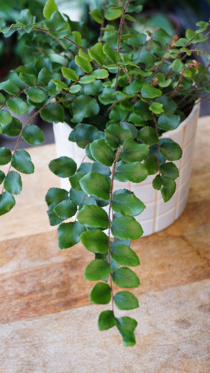 Pellaea rotundifolia studio plantes rares jungle jardinerie strasbourg rare plant shop online pflanzen