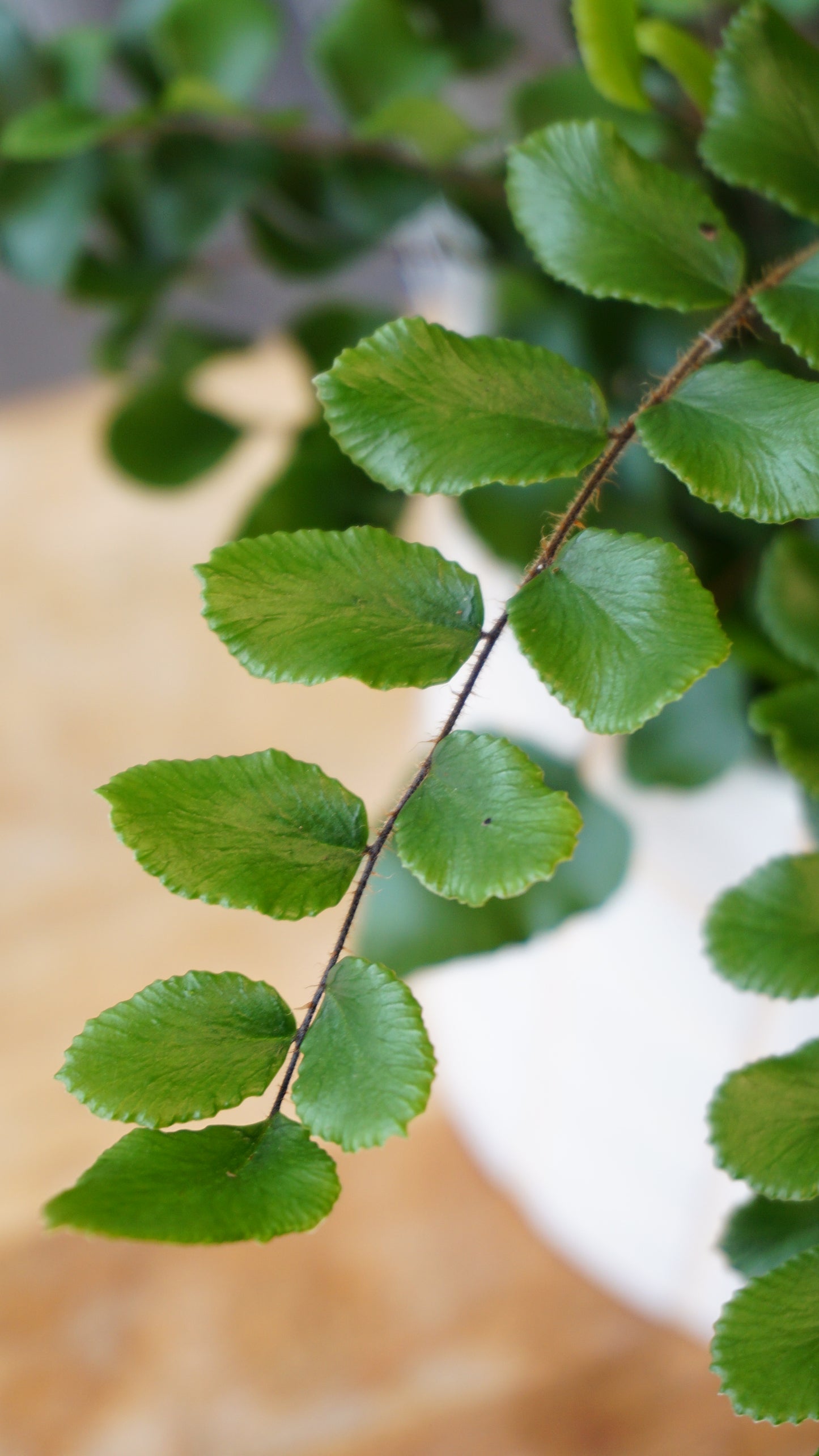Pellaea rotundifolia studio plantes rares jungle jardinerie strasbourg rare plant shop online pflanzen