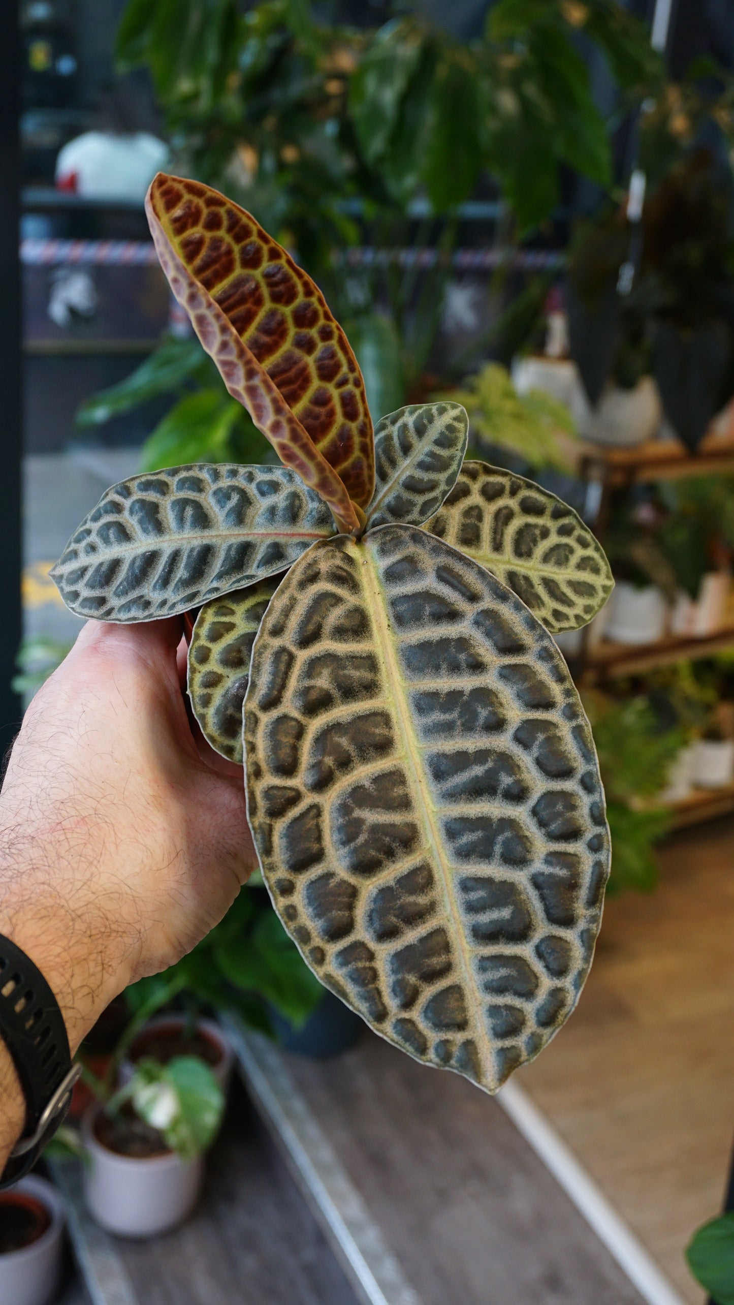 Labisia Turtle Back studio plantes rares jungle jardinerie terrarium strasbourg rare plant shop online pflanzen