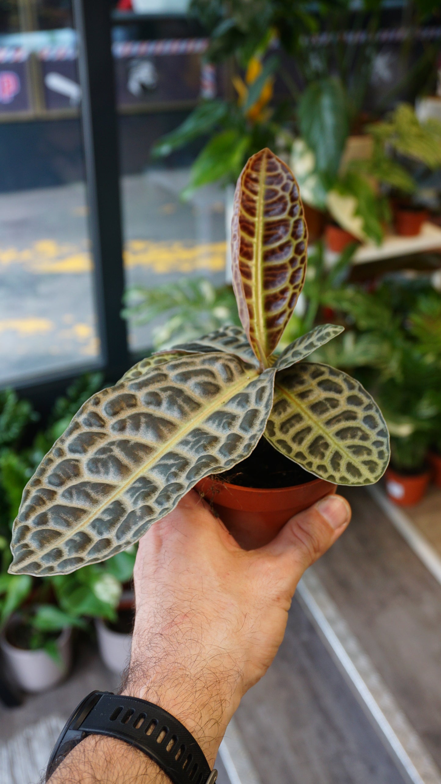 Labisia Turtle Back studio plantes rares jungle jardinerie terrarium strasbourg rare plant shop online pflanzen