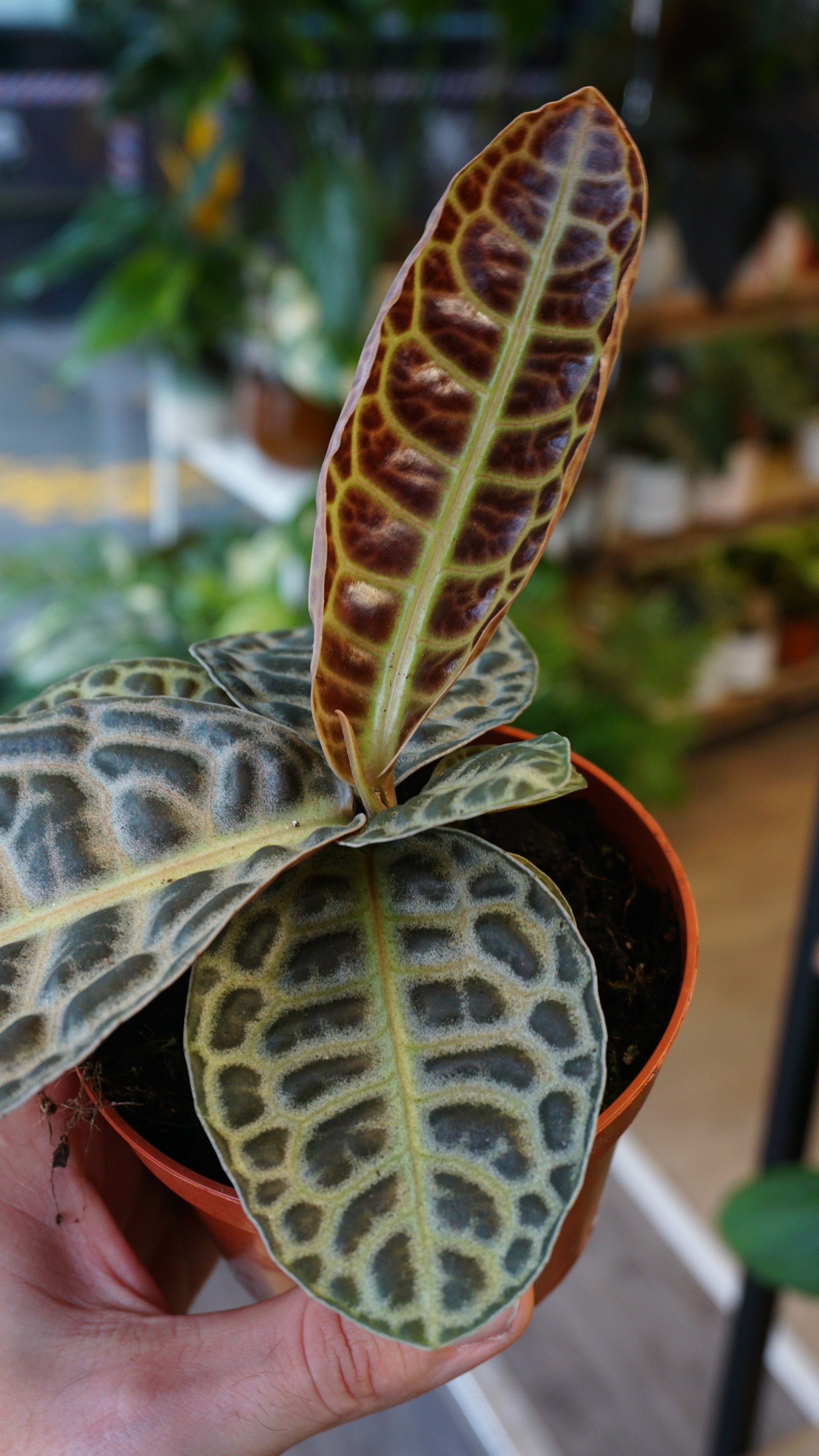 Labisia Turtle Back studio plantes rares jungle jardinerie terrarium strasbourg rare plant shop online pflanzen