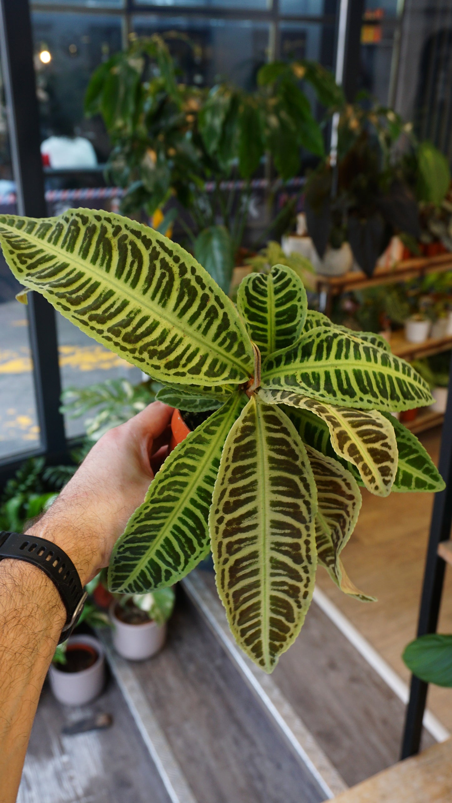 Labisia Japonica studio plantes rares jungle terrarium jardinerie strasbourg rare plant shop online pflanzen