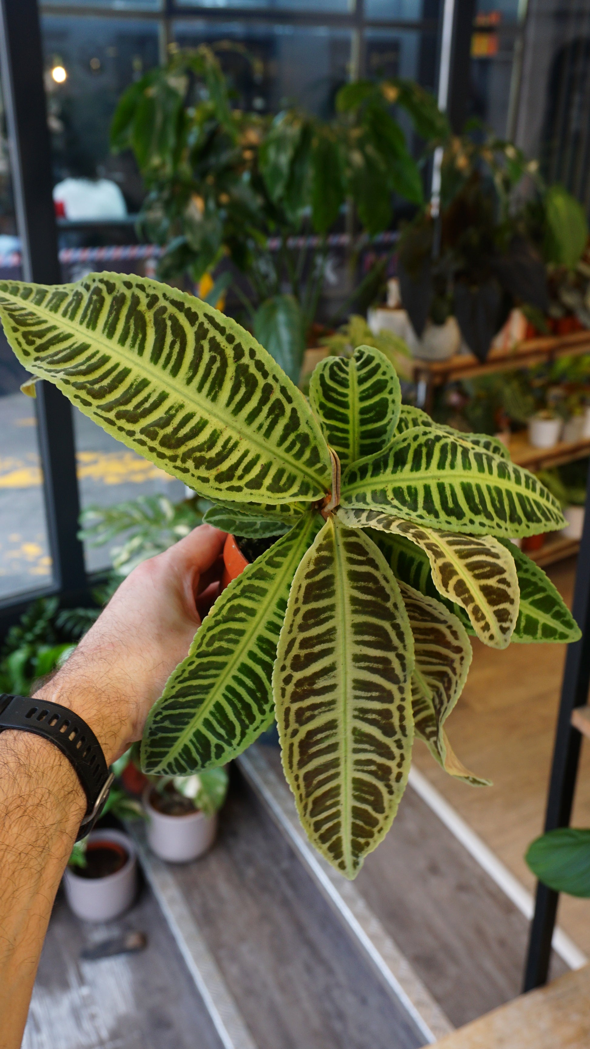 Labisia Japonica studio plantes rares jungle terrarium jardinerie strasbourg rare plant shop online pflanzen