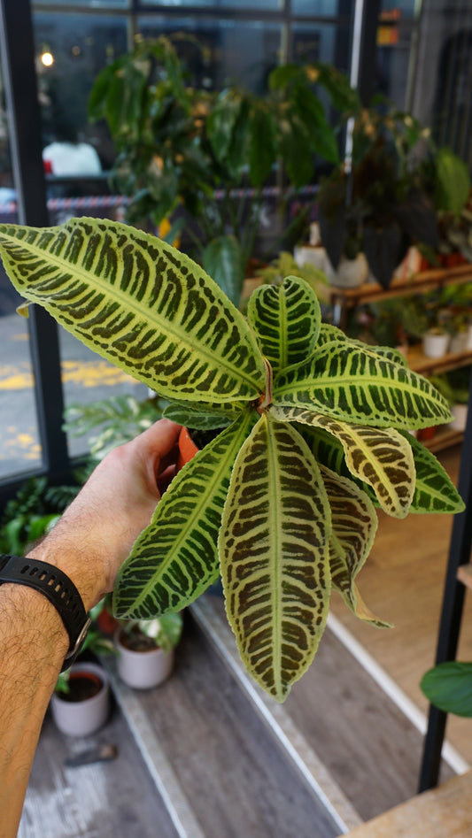 Labisia Japonica studio plantes rares jungle terrarium jardinerie strasbourg rare plant shop online pflanzen