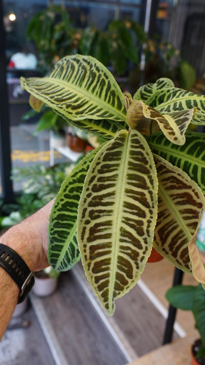 Labisia Japonica studio plantes rares jungle terrarium jardinerie strasbourg rare plant shop online pflanzen