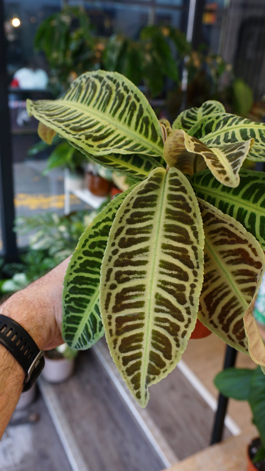 Labisia Japonica studio plantes rares jungle terrarium jardinerie strasbourg rare plant shop online pflanzen