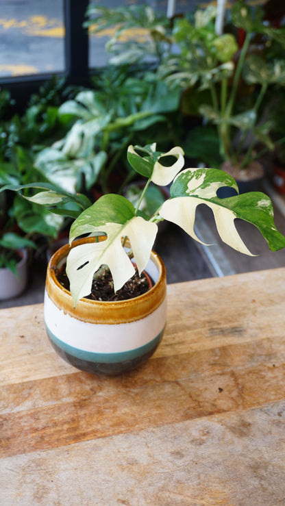 Rhaphidophora Tetrasperma Variegata - Monstera Minima Variegata studio plantes rares jungle jardinerie strasbourg rare plant shop online pflanzen