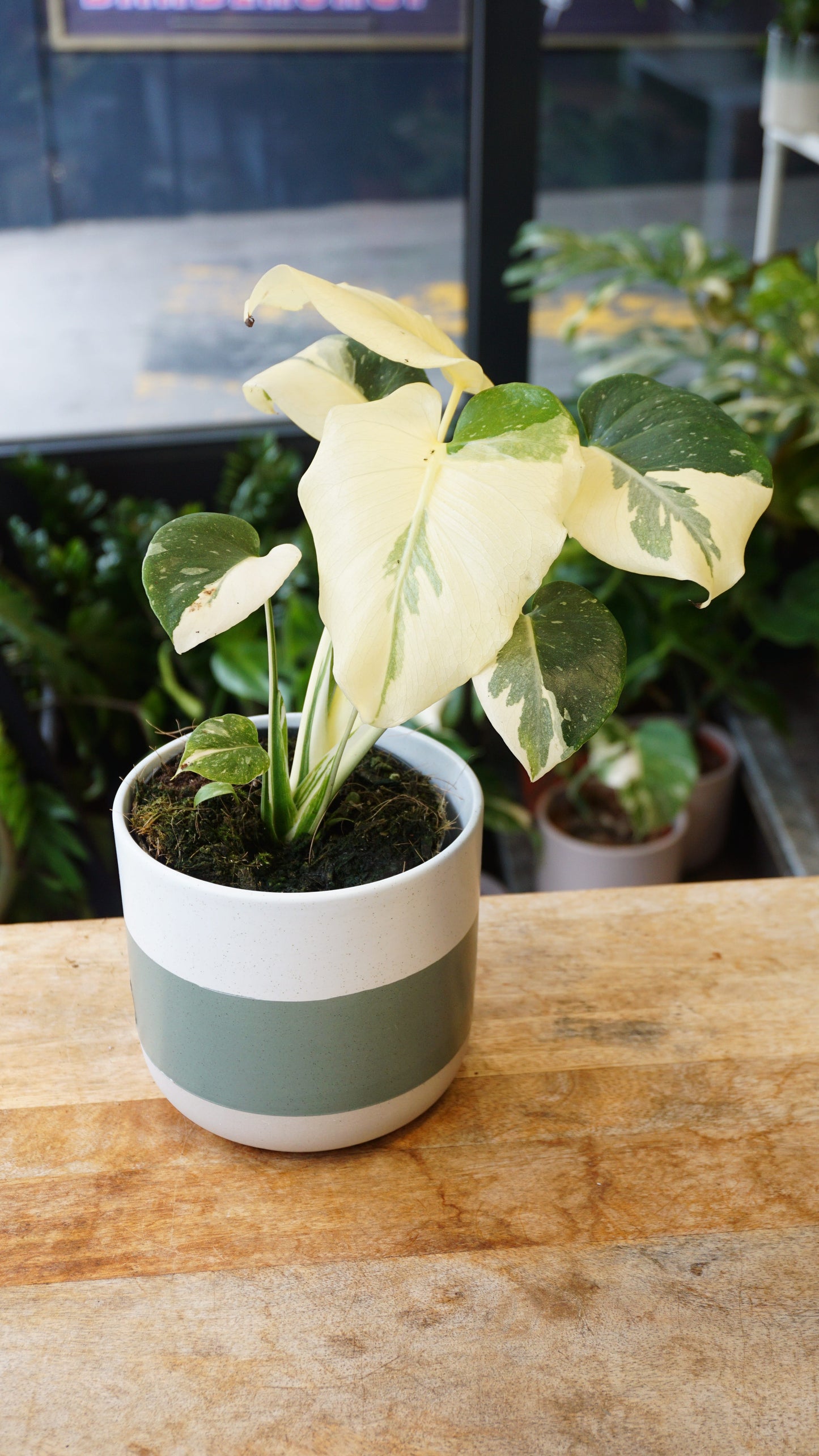 Monstera Thai Constellation rare Mutation studio plantes rares jungle jardinerie strasbourg rare plant shop online pflanzen