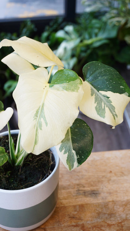 Monstera Thai Mutation