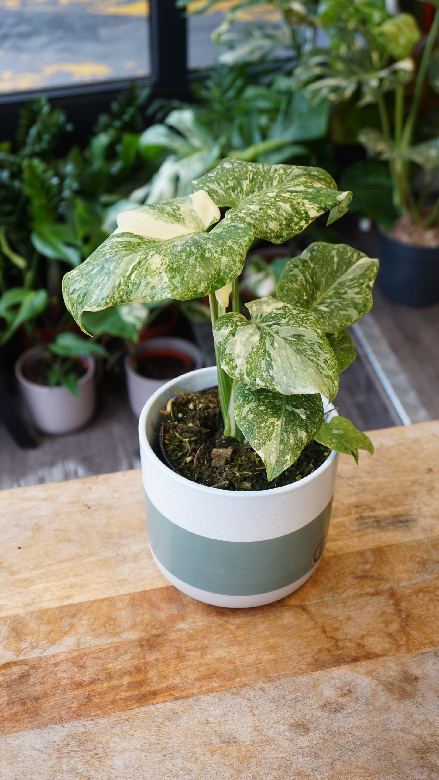 Monstera Thai Constellation rare Mutation studio plantes rares jungle jardinerie strasbourg rare plant shop online pflanzen