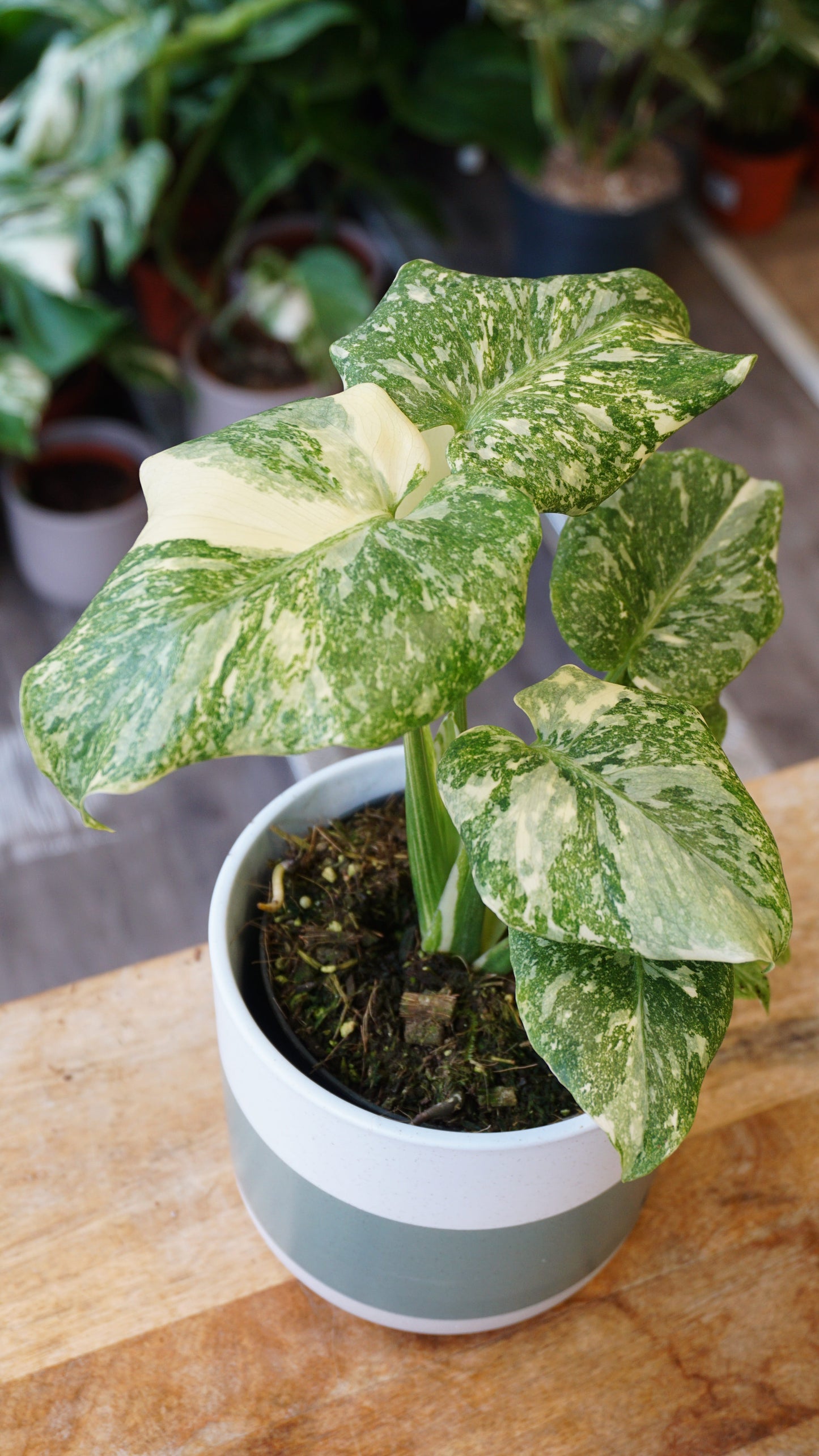 Monstera Thai Mutation