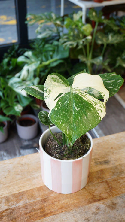 Monstera Thai Constellation rare Mutation studio plantes rares jungle jardinerie strasbourg rare plant shop online pflanzen