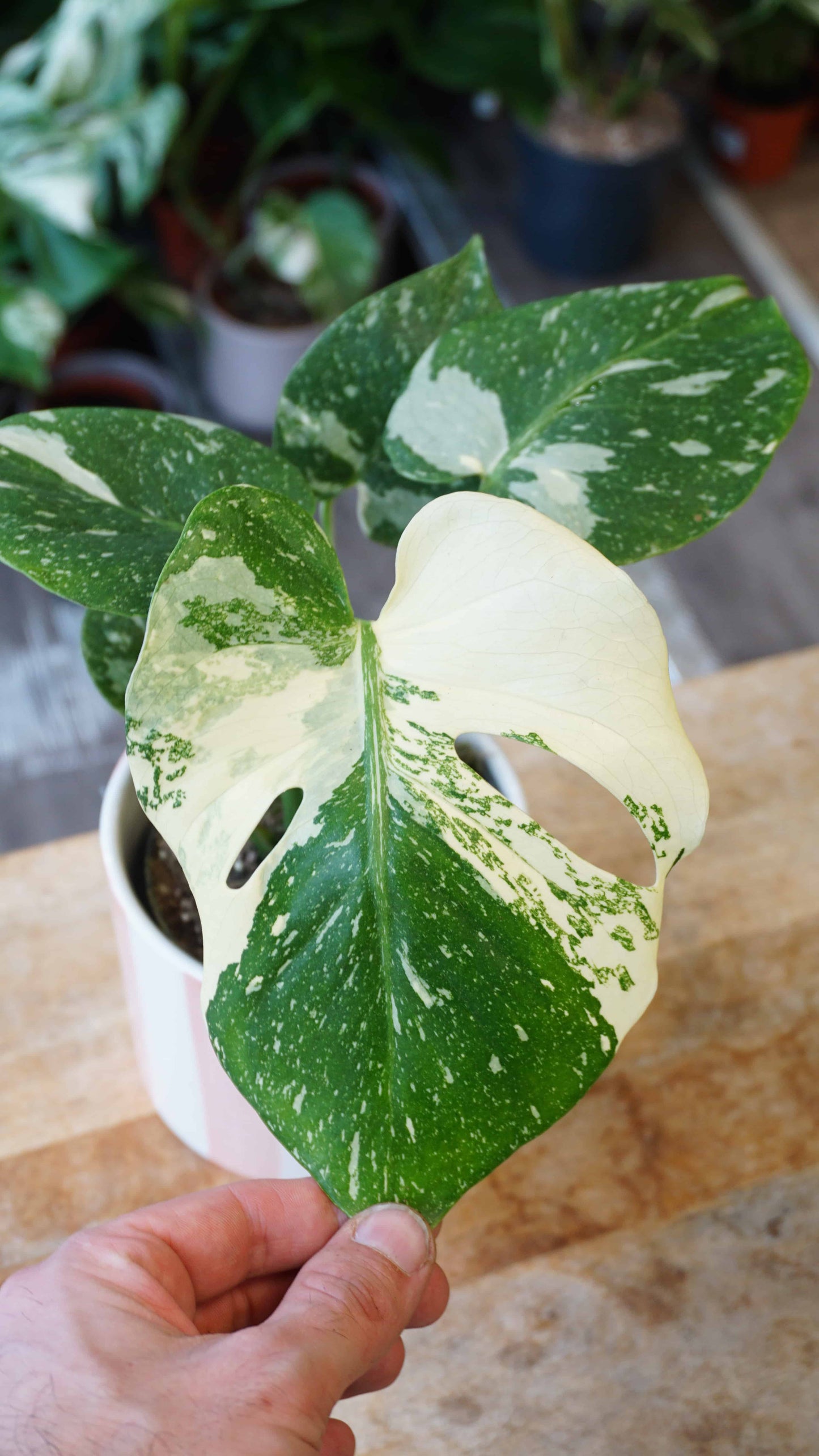 Monstera Thai Mutation