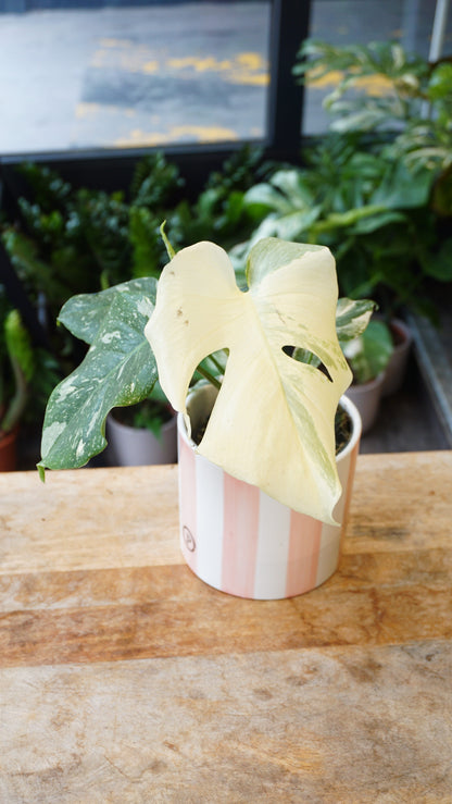 Monstera Thai Constellation rare Mutation studio plantes rares jungle jardinerie strasbourg rare plant shop online pflanzen