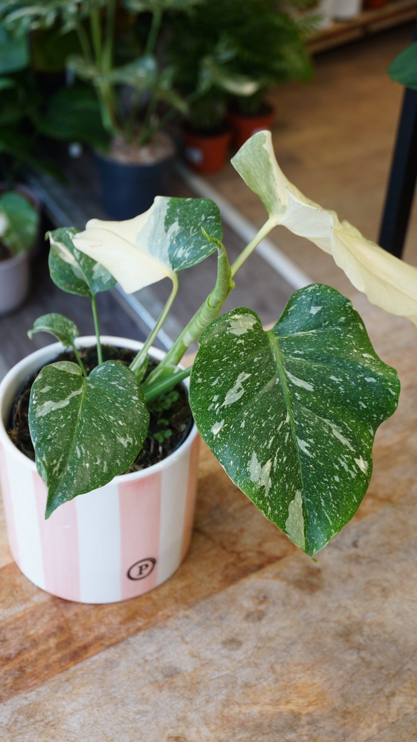 Monstera Thai Mutation