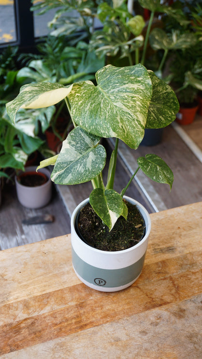 Monstera Thai Constellation rare Mutation studio plantes rares jungle jardinerie strasbourg rare plant shop online pflanzen